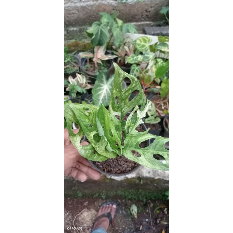 (BISA COD) Tanaman hias Janda bolong varigata lokal- Tanaman janda bolong varigata lokal