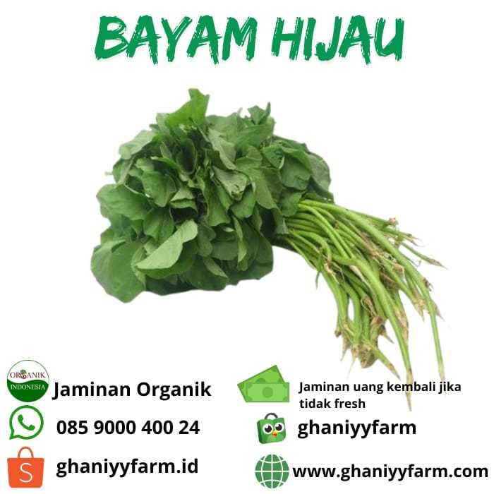 

Sayur Organik Bayam Organik 200Gram
