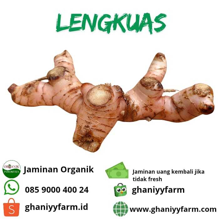 

Rempah Organik Lengkuas Organik 250 Gram
