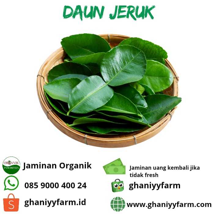 

Daun Jeruk Organik 50Gram
