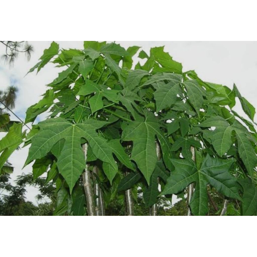 

DAUN PEPAYA JEPANG MUDA 500 gr, BARU PETIK #CAHYACAHYA #LALAPAN #SAYUTAN