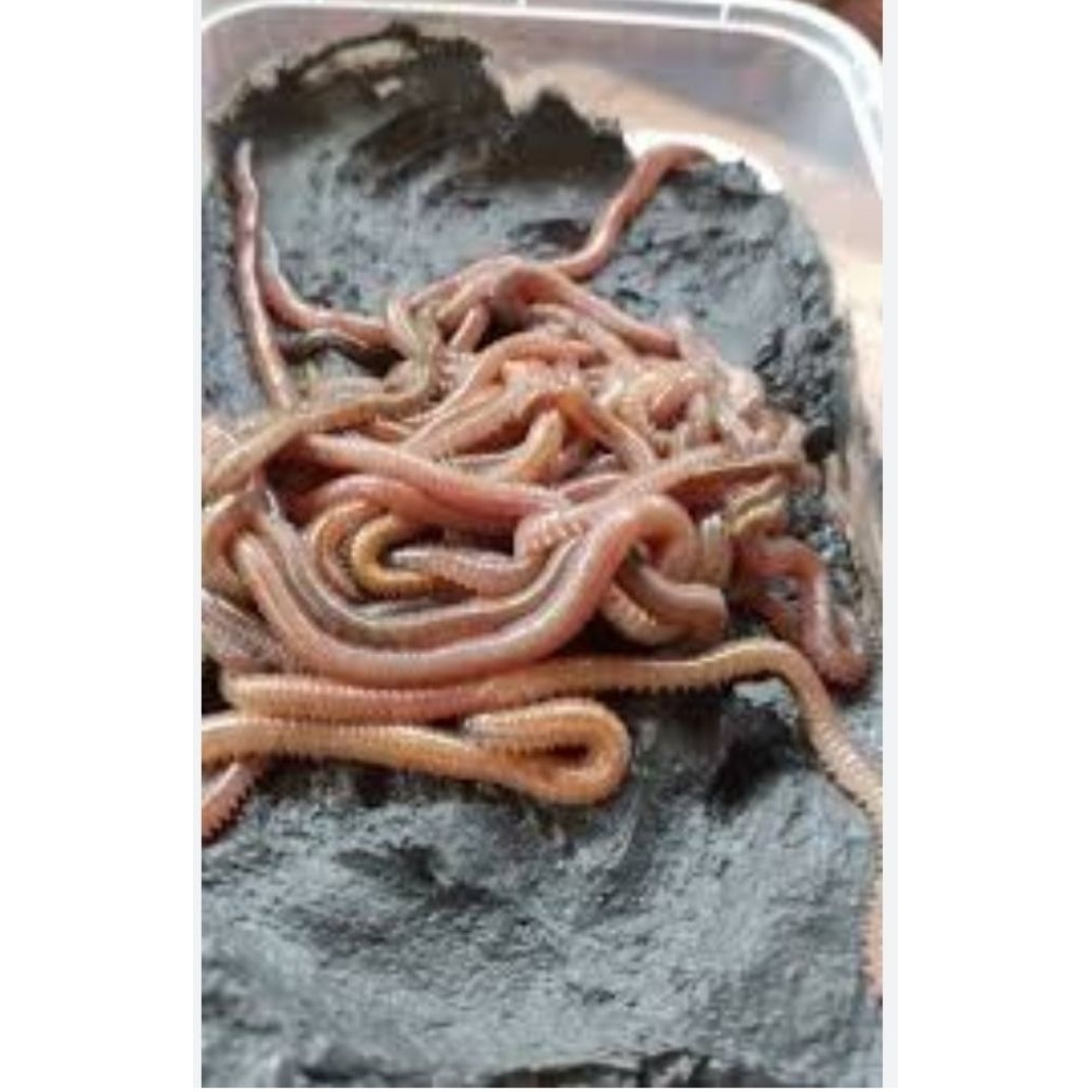 cacing lengki/kilang kilung/cacing laut isi 20 ekor per pack