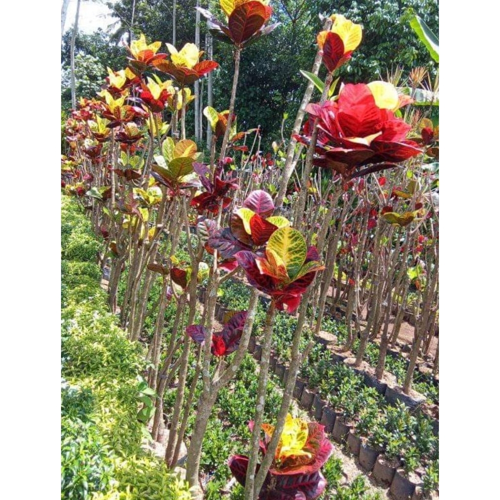 pohon puring worten hias tinggi 1.5meter