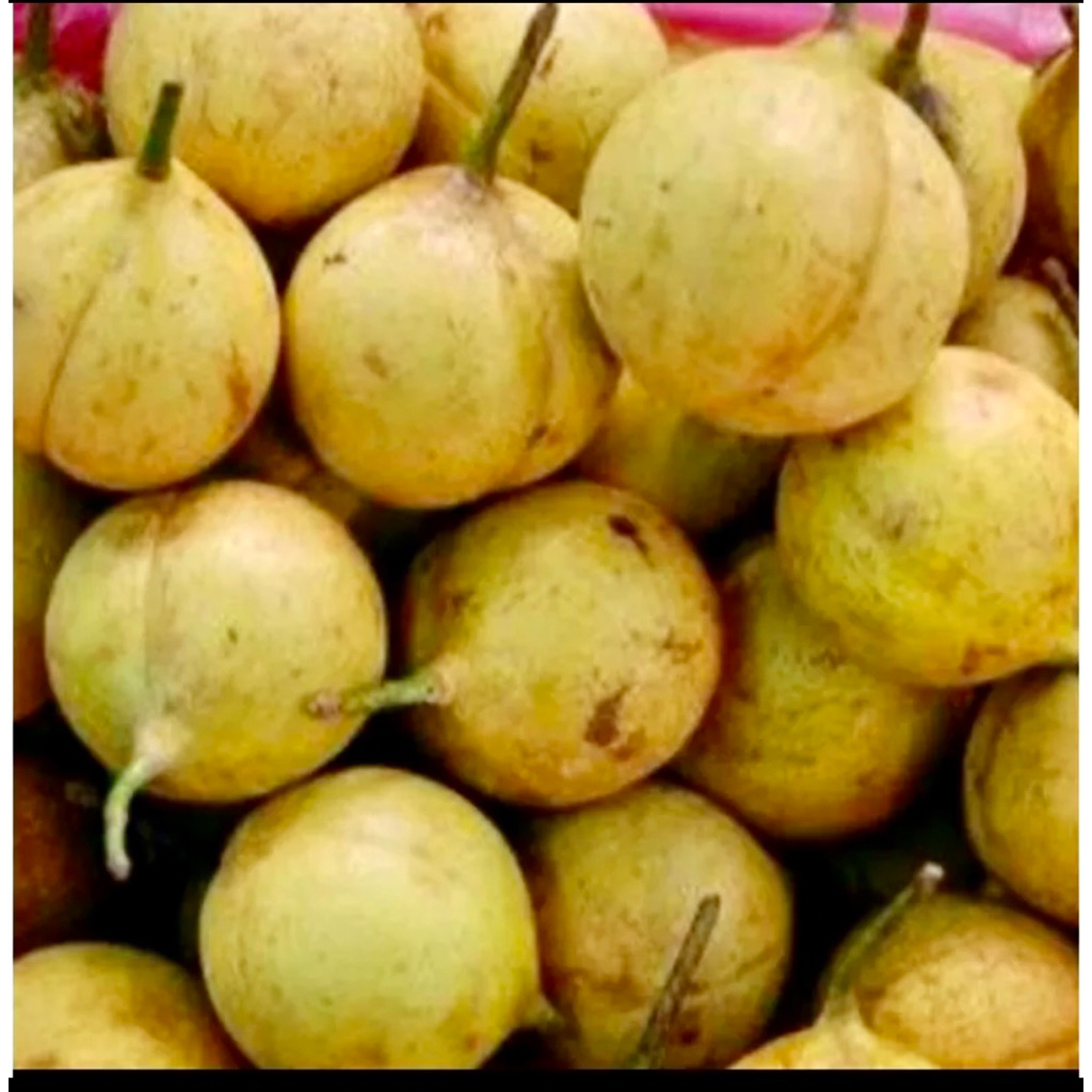 

buah pala tua segar 1000gram cocok untuk manisan