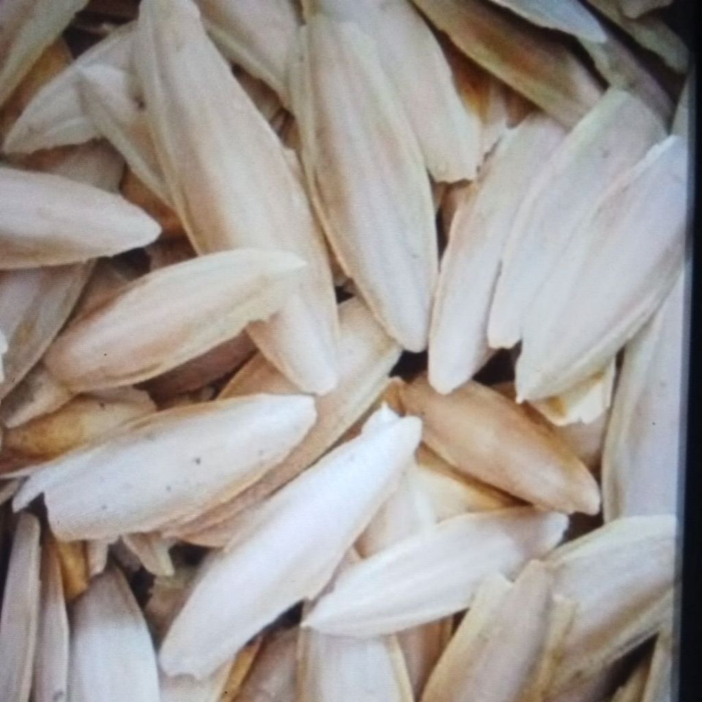 

STIKER TULANG SOTONG 25-27CM 1000