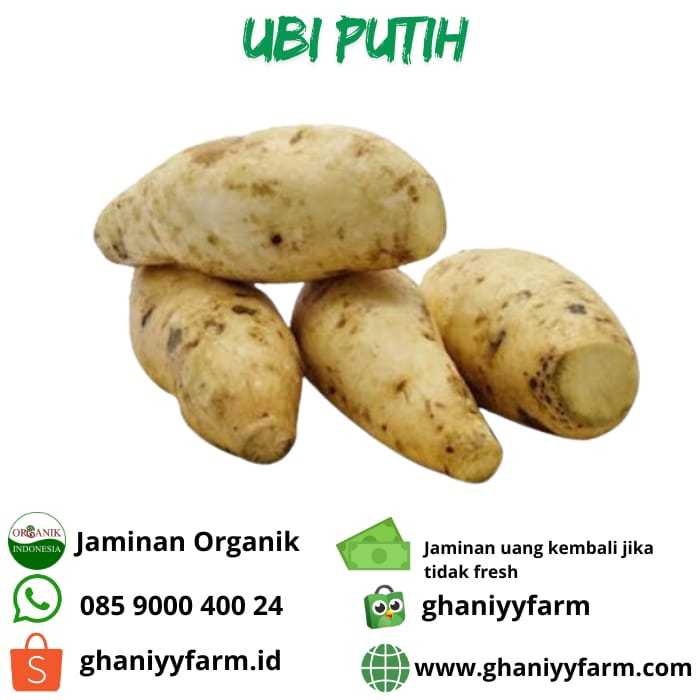 

Ubi Putih Organik 1kg