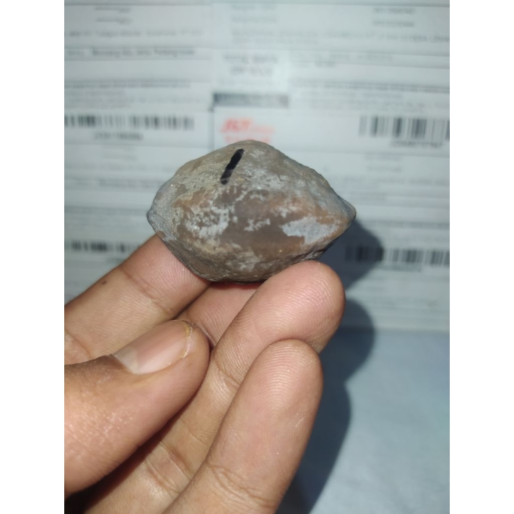 Muncang Adu Jayanti Berlin Original Stok terbatas