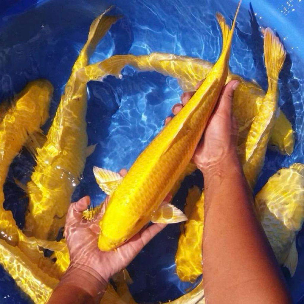 Ikan Koi Yamabuki Ogon - Ogon Kuning 30cm - Koi Blitar