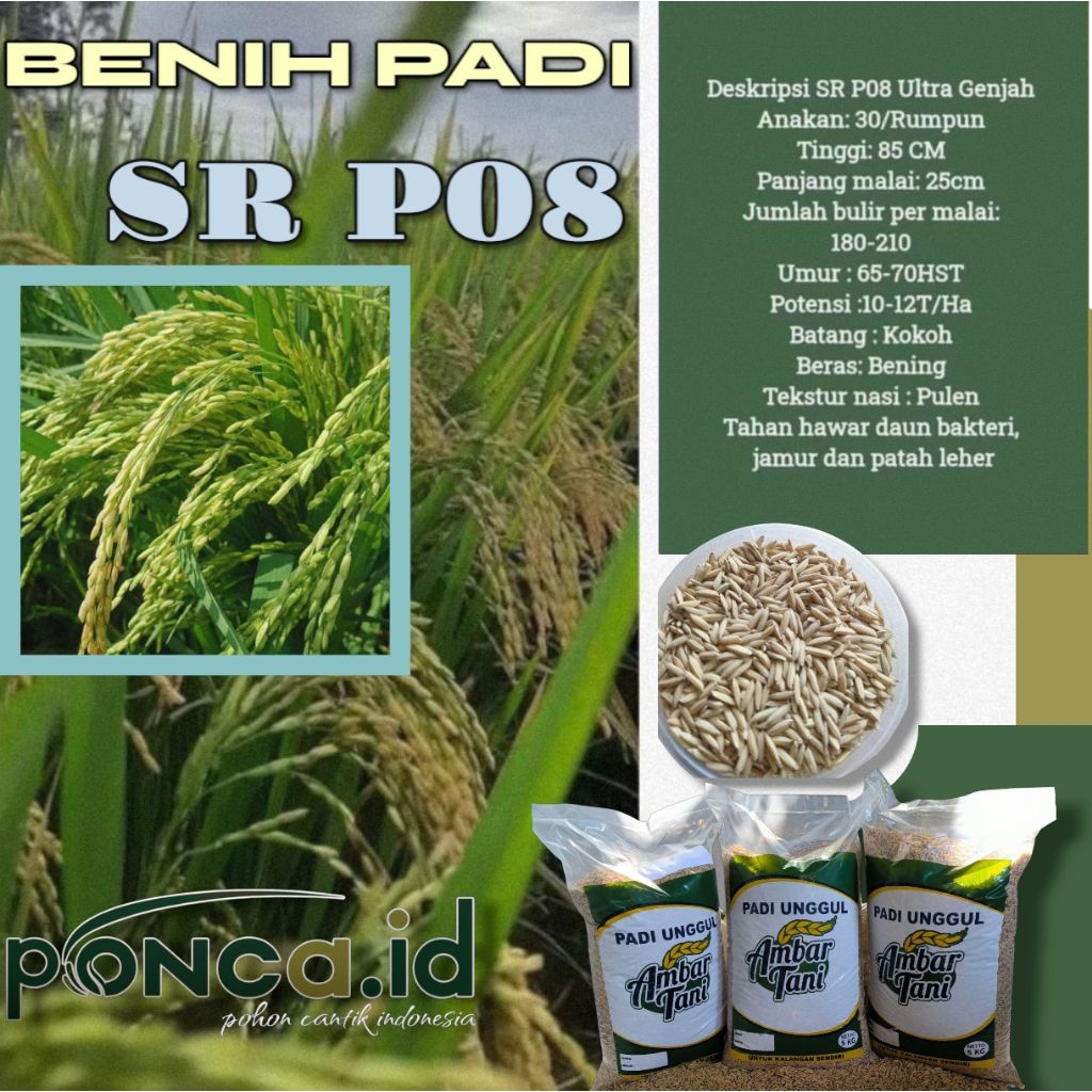 BIBIT PADI SR P08 kemasan 5kg