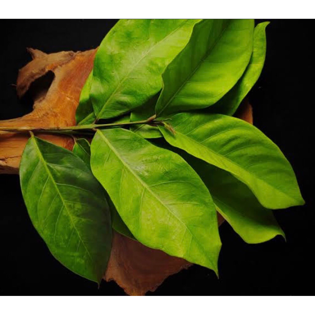 

daun salam per 50 lembar harga paling murah