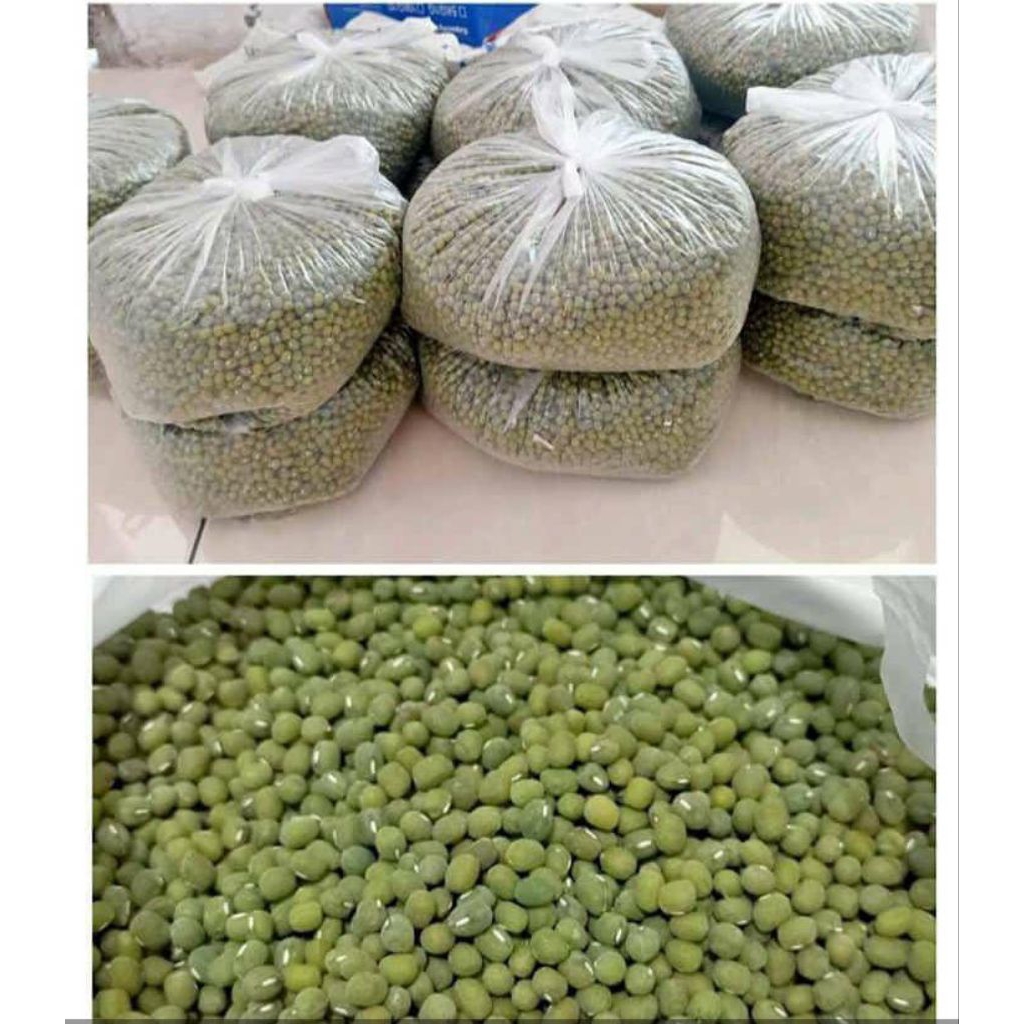 

KACANG IJO PANEN PETANI MURAH