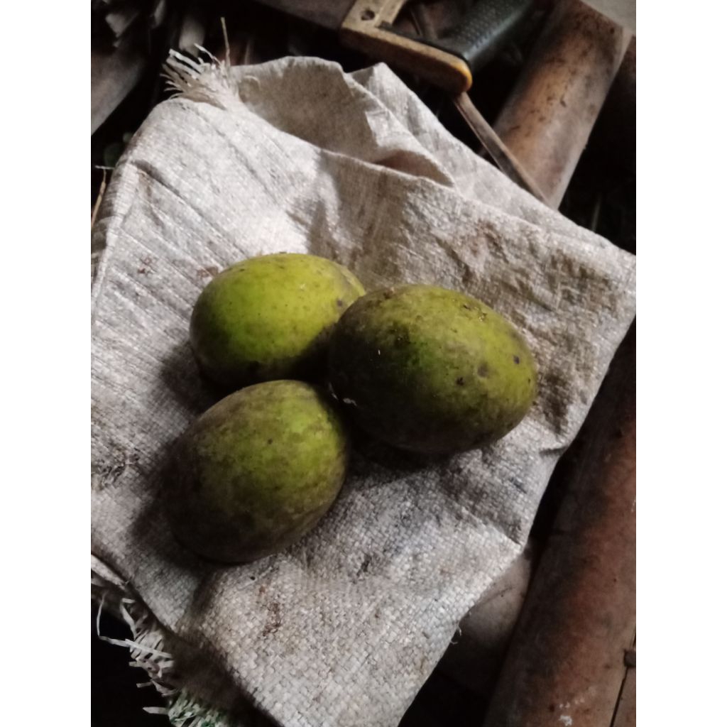 

buah limus segar / 1 kg