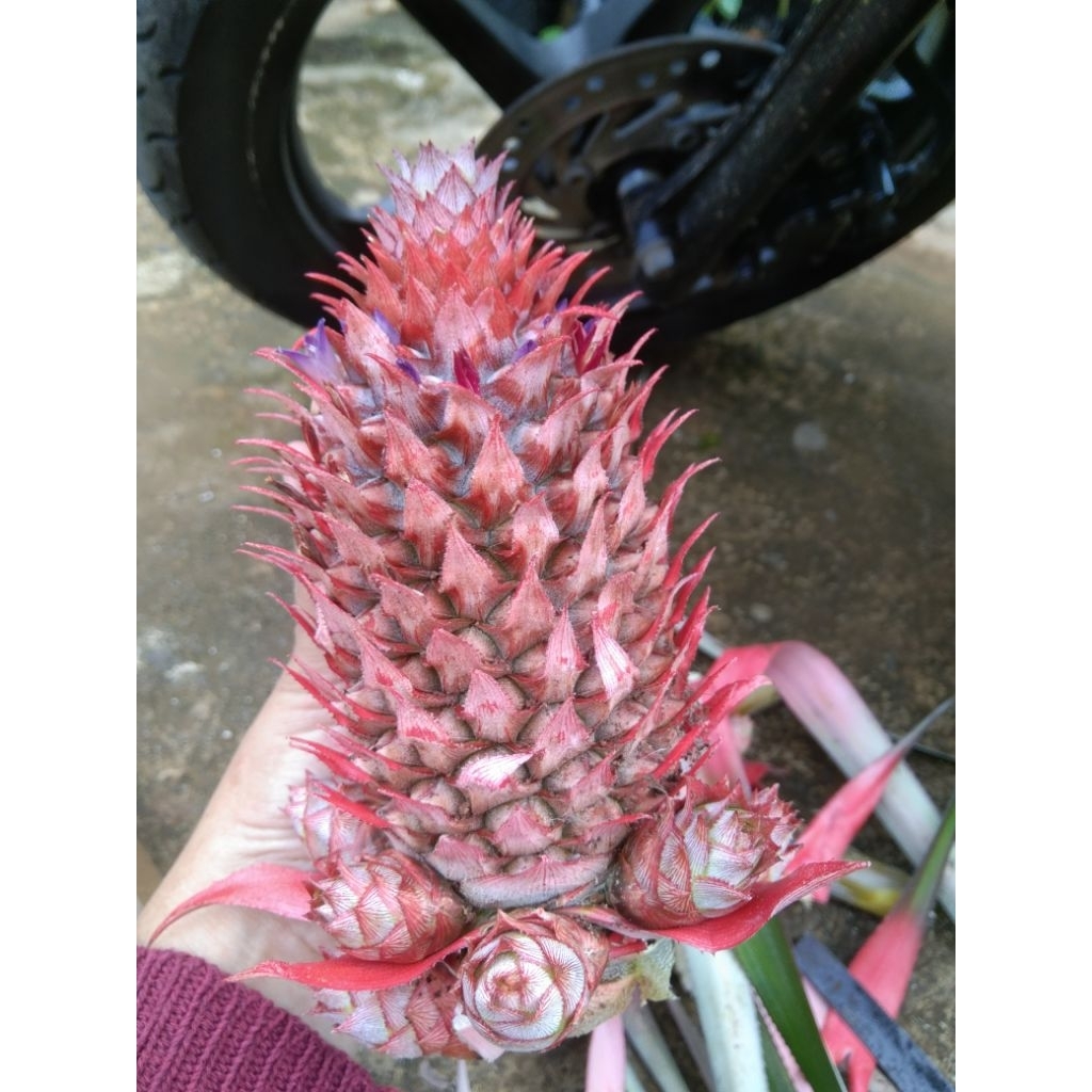 

Nanas muda nanas hutan