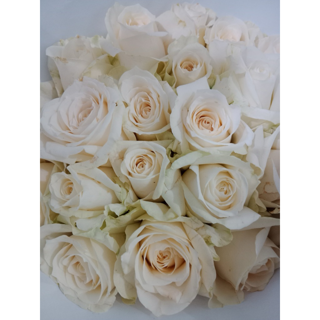 Bunga Mawar Putih Bandung 20 Tangkai