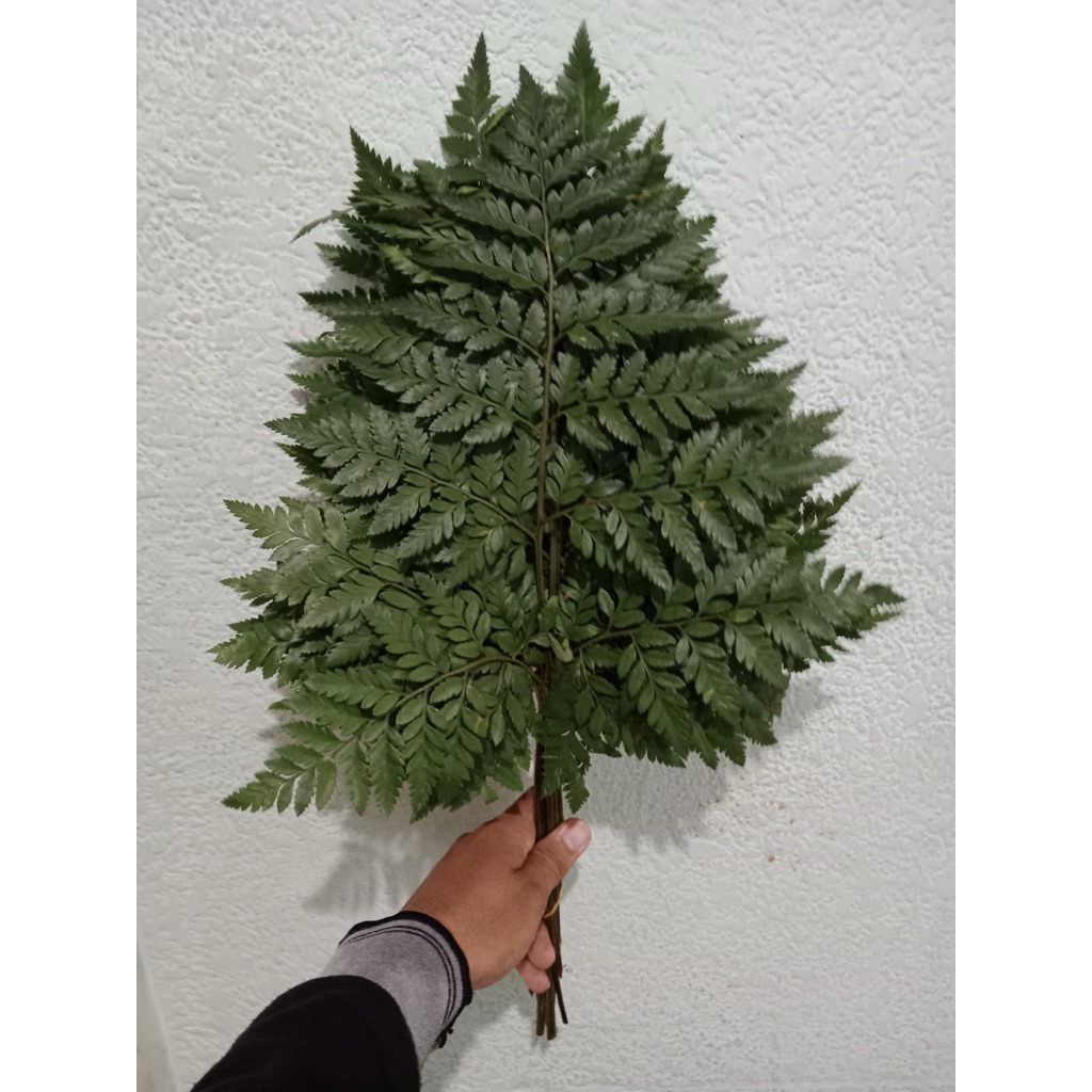 

Daun Segar Pakis 10 Tangkai
