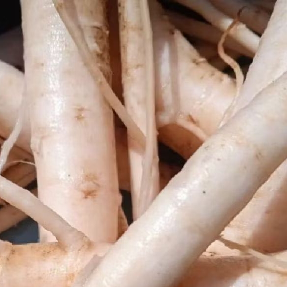 

akar pepaya jntan 500 grm