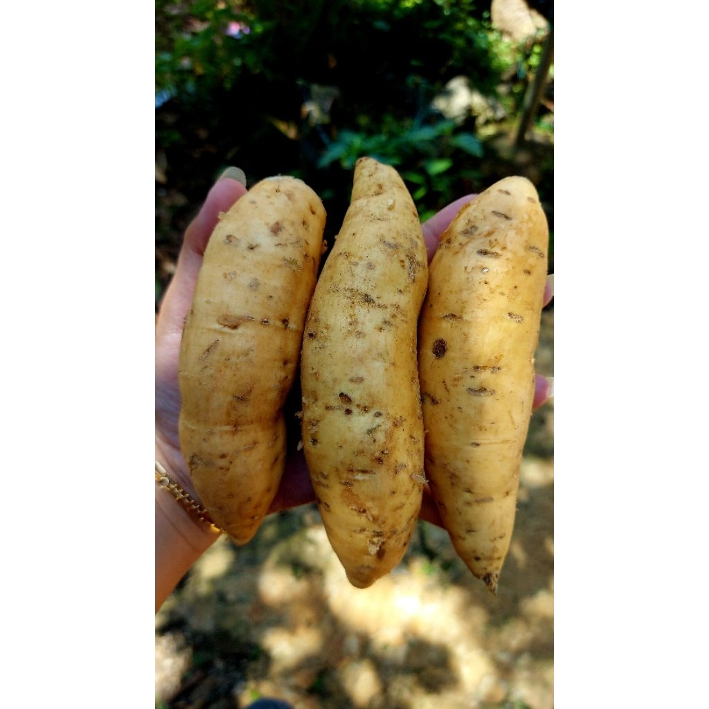 

UBI MADU CILEMBU ASLI//Mentah 1KG kualitas PREMIUM ukuran kecil