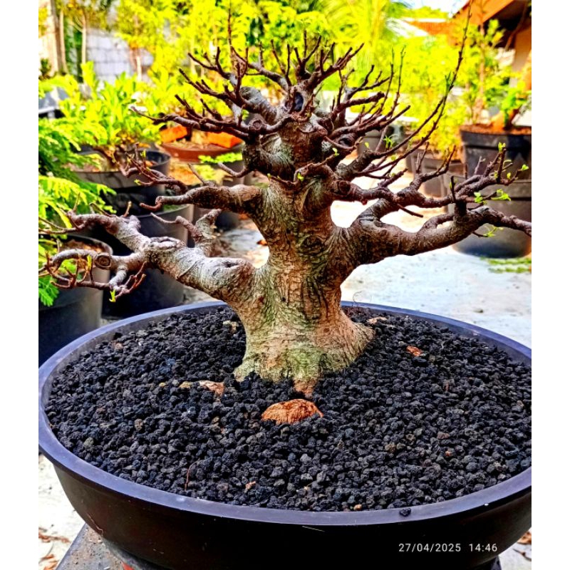 Bonsai kimeng