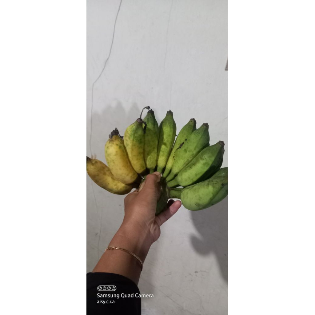 

PISANG UTER/PISANG AWAK KULIT TIPIS KENYAL 1sisir