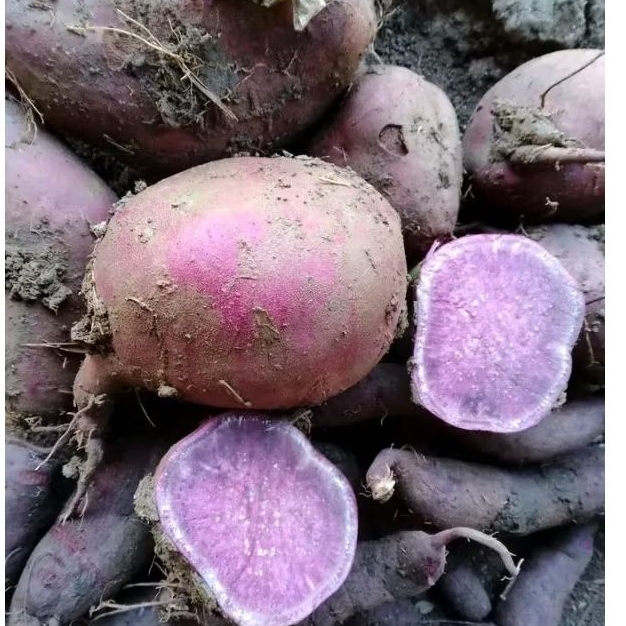 

UBi Boled Unggu Pulen & Segar Langsung Dari Kebun 1KG
