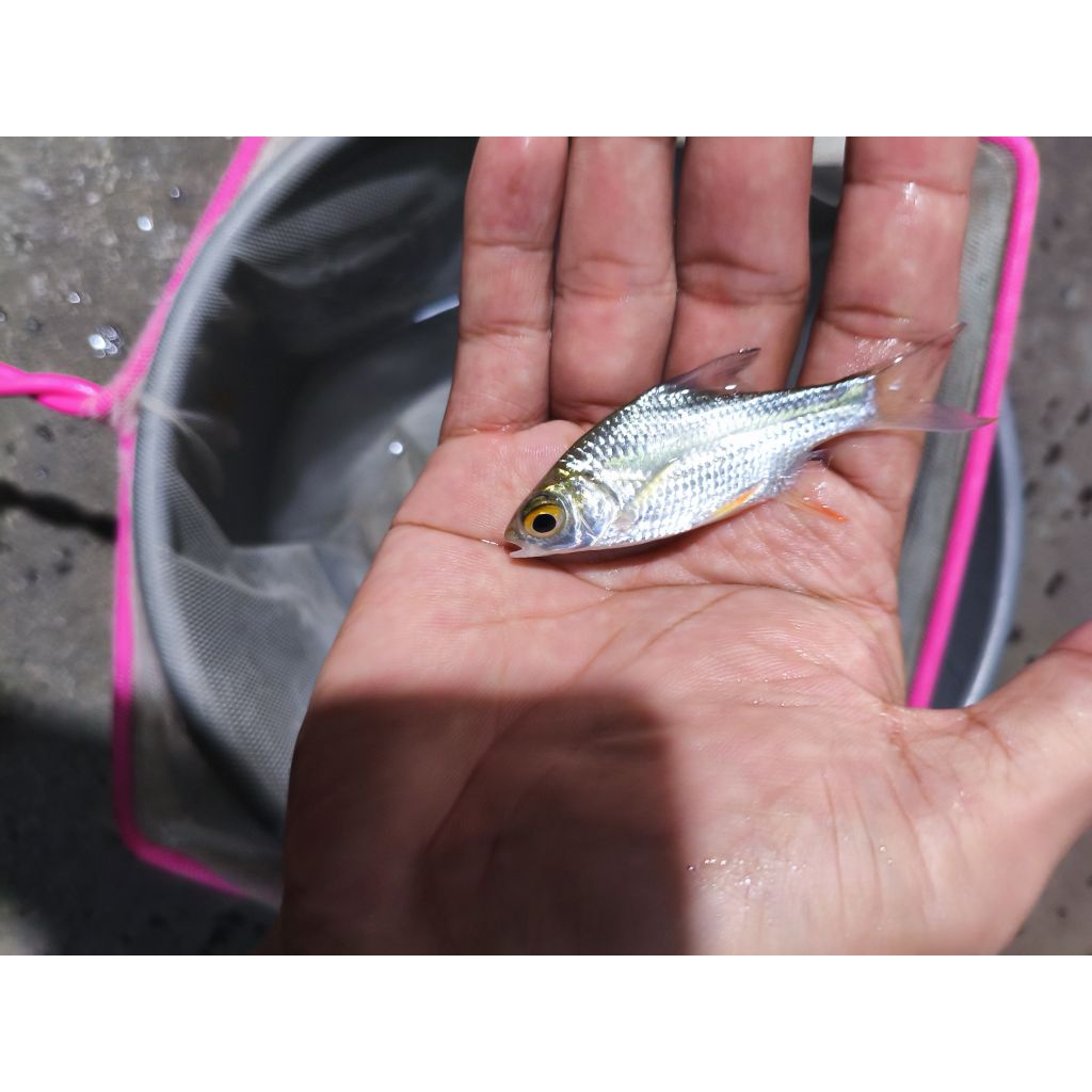 Hiasan baby kaviat hijau aquarium