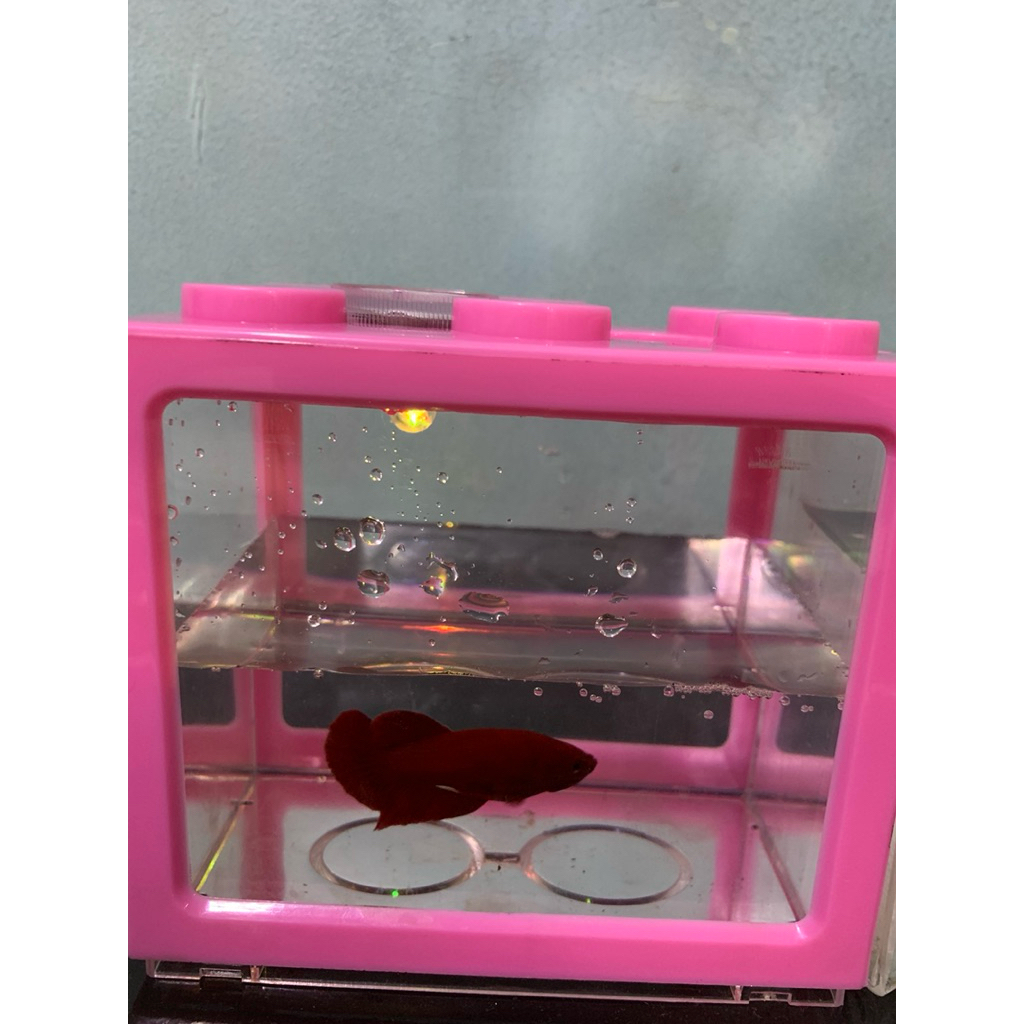 ikan cupang super red grade bagus realpict