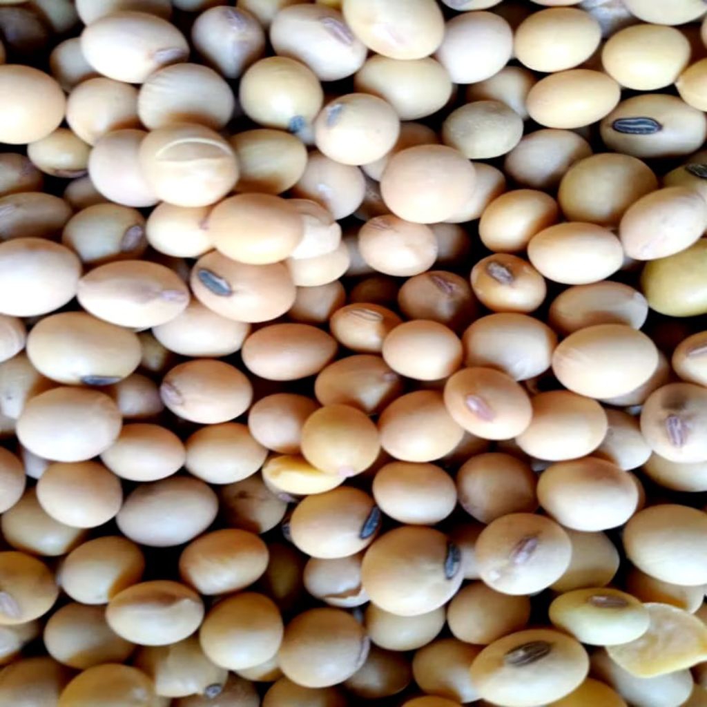 

Kacang kedelai super import ½ KG ( 500 gram) murah USA SOYBEAN