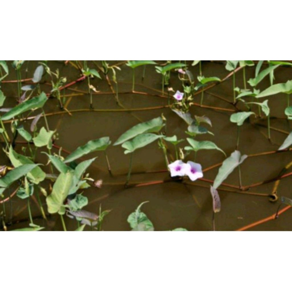 

Kangkung merah/kangkung air(Water Spinach)isi 15Meter