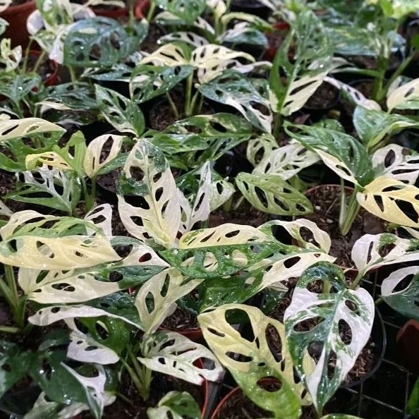 Tanaman Hias janda Bolong Variegata Jepang 3 Daun Realpict