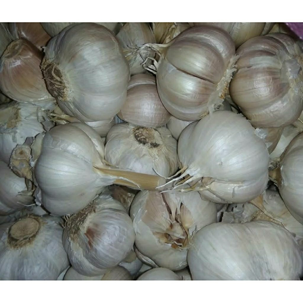 

Bawang Putih Kating Murah