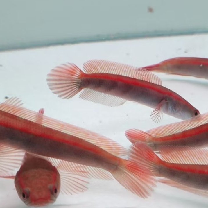 Super Red Maru/Red Maru +++ super