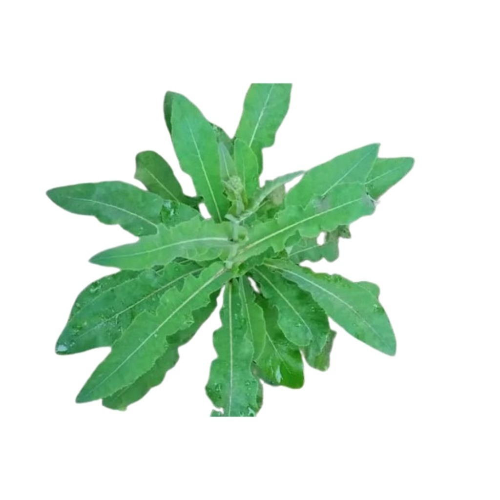 

Daun tempuyung segar250gram herbal