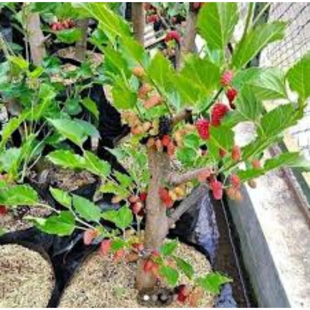 Tanaman Buah Murbei Batang Besar SUDAH BERBUAH - Murbey - Mulbery - Besaran