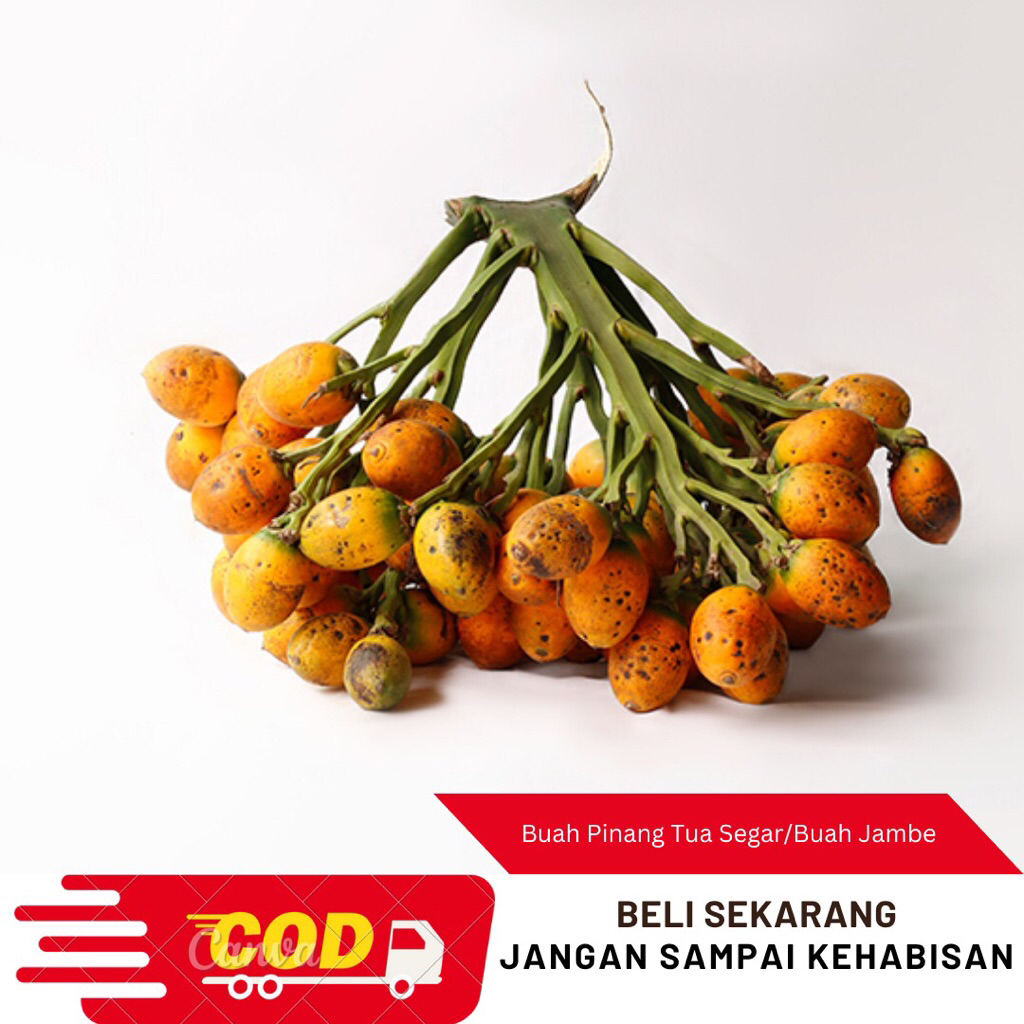 

Jual Buah Pinang Tua 1kg Fresh-Obat Herbal Alami