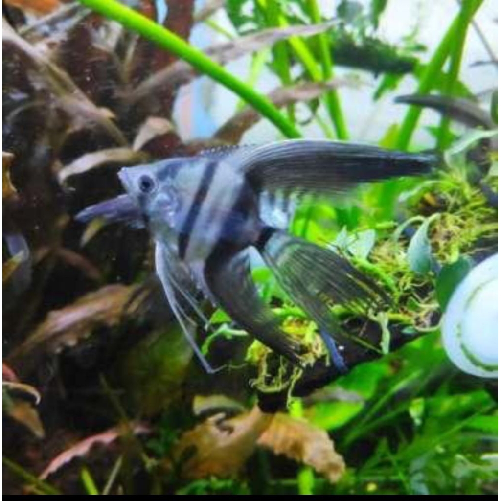 MANFISH BW SLAYER UKURAN  XL