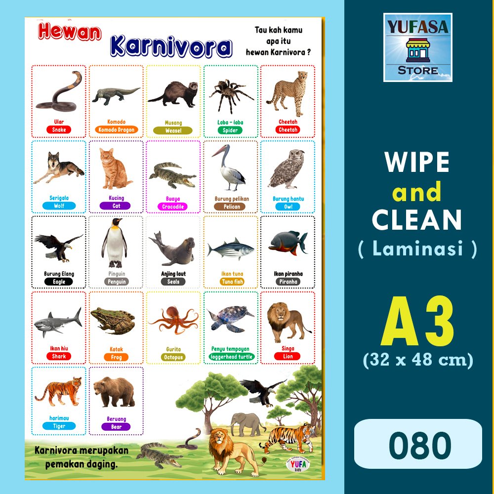 080 Poster hewan karnivora - Poster Edukasi Anak - Poster belajar anak - Poster wipe and clean - per