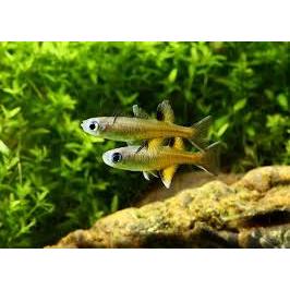 Ornamental Pseudomugil Signifer (Male only)