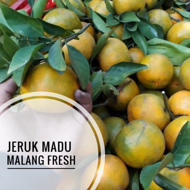 

BUAH JERUK MADU MALANG JERUK MADU MANIS 1KG