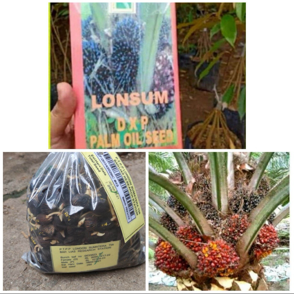 kecambah bibit sawit lonsum unggulan