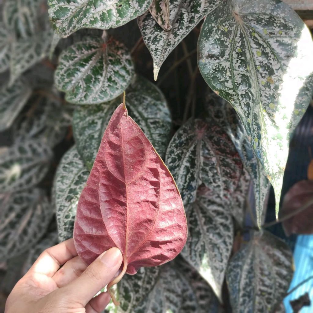 

Daun Sirih Merah Asli Dipetik Dadakan Bisa Untuk Pengobatan Alternatif Atau Herbal