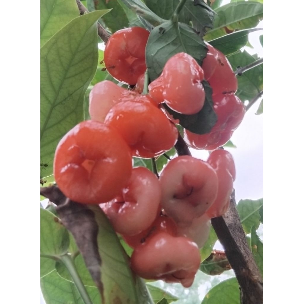 

Jambu kancing | Jambu rujak petik langsung di pohon
