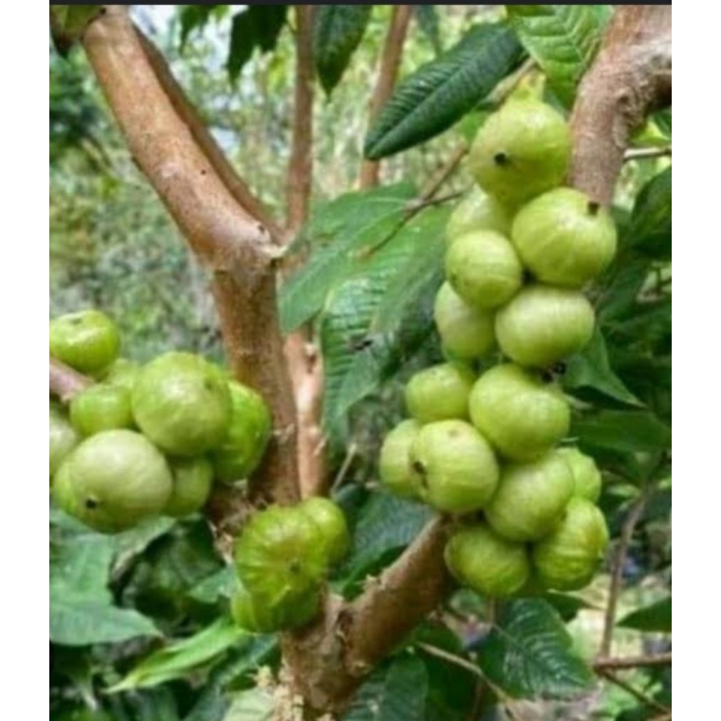 bibit anggur pohon white jabo