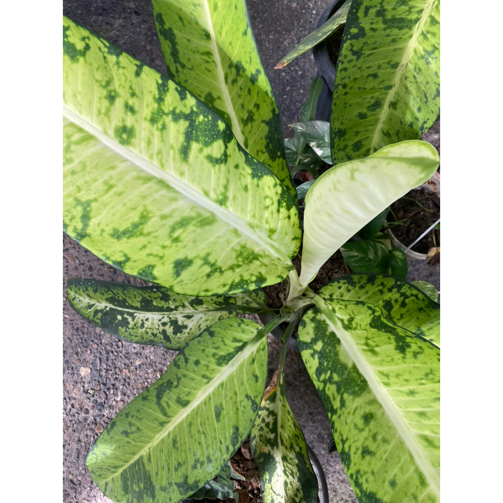 Tanaman hias diven galaxy super jumbo