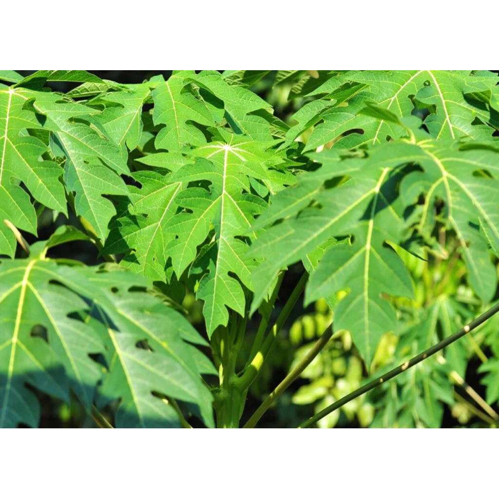 

daun pepaya/katesmudah