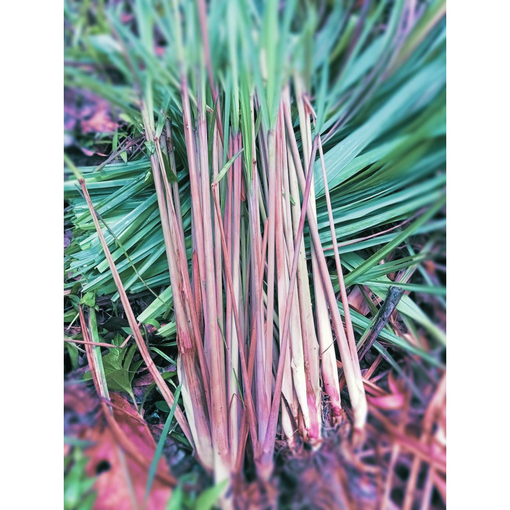 

sereh merah/sereh wangi segar per kg