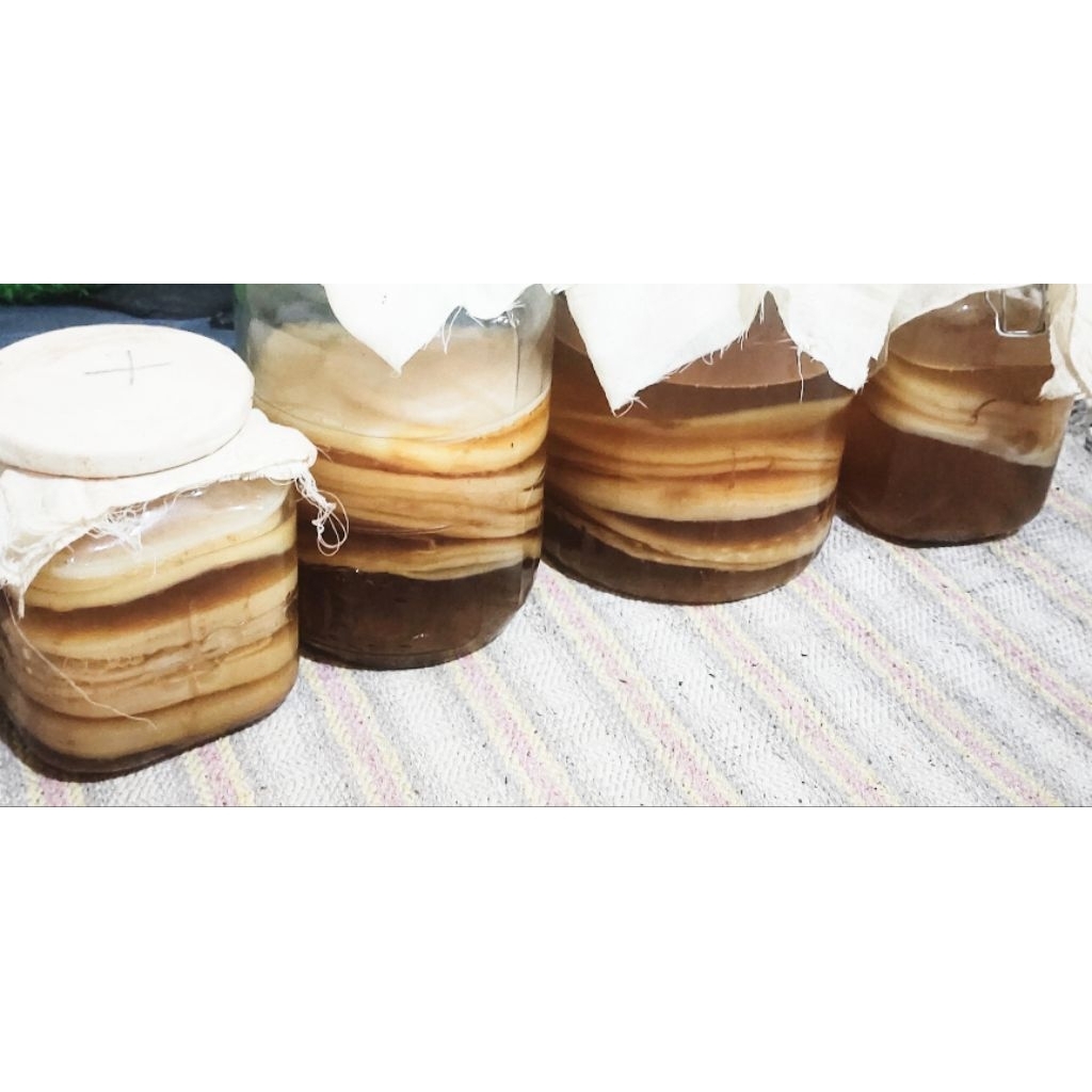 

Kombucha scooby aktif ( cepat beranak ) 12cm tebal beli 1 free 1 random