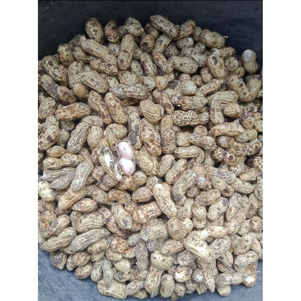 

kacang tanah besar. 1 kg