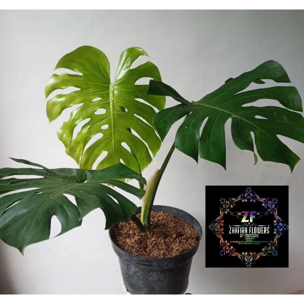 Tanaman monstera deliciosa king monstera king