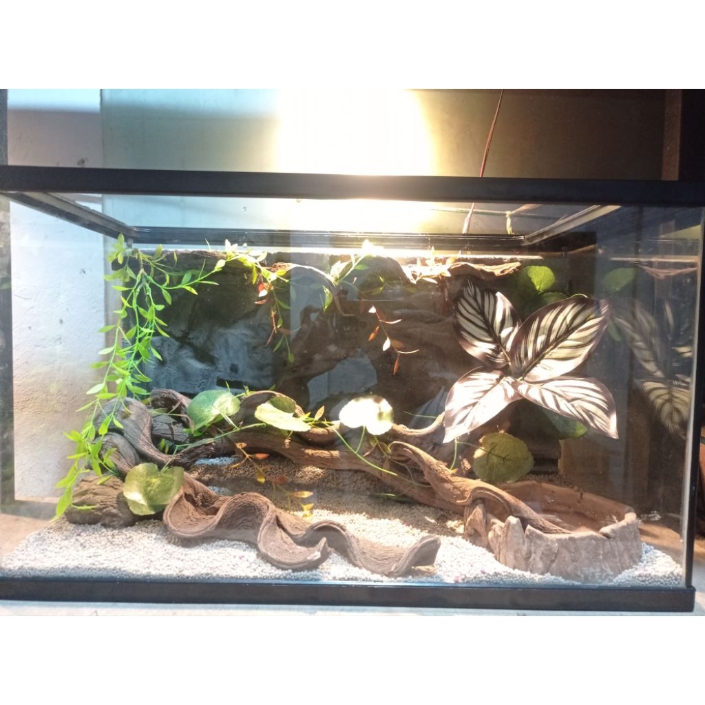 vivarium dekorasi kandang reptil