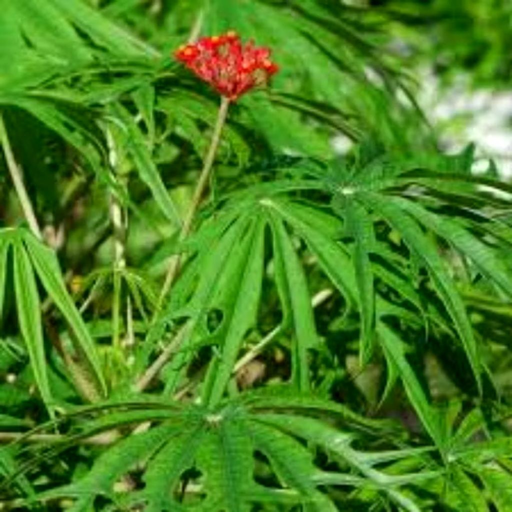 Daun Yodium | Daun Jarak Tintir | Daun Jarak Cina